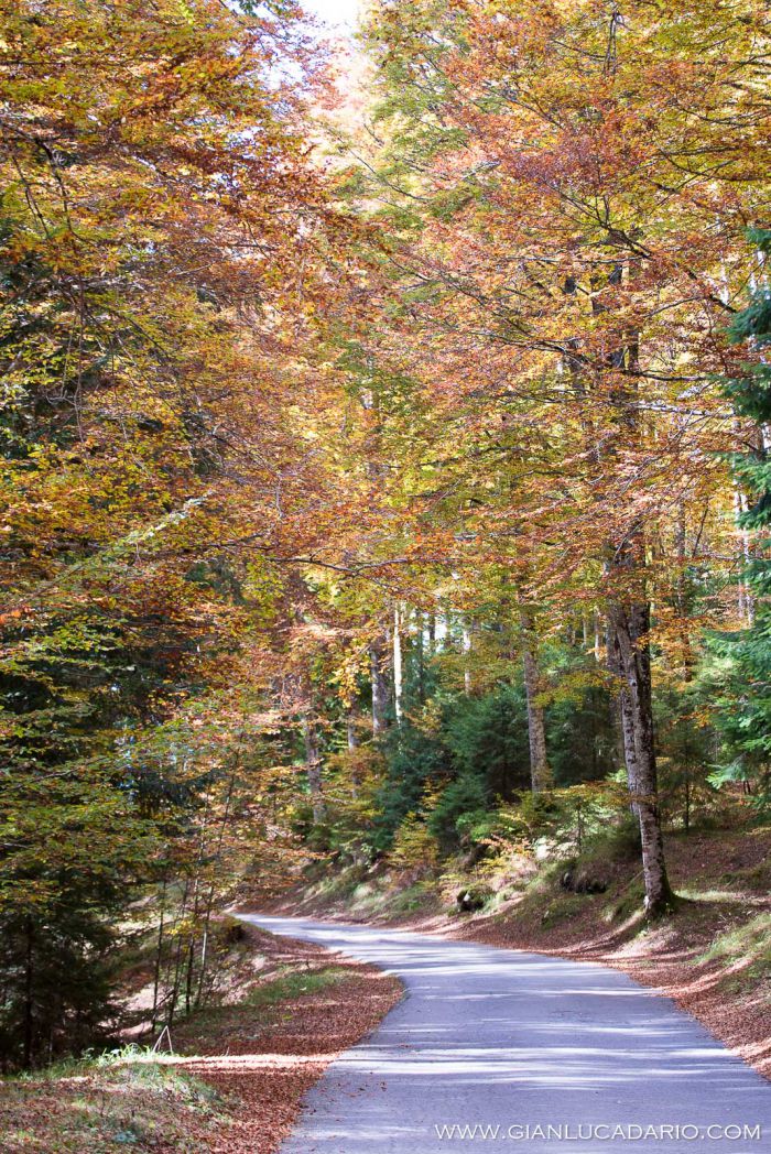 Il bosco del Cansiglio in autunno - foto 5 - Gianluca Dario Photography