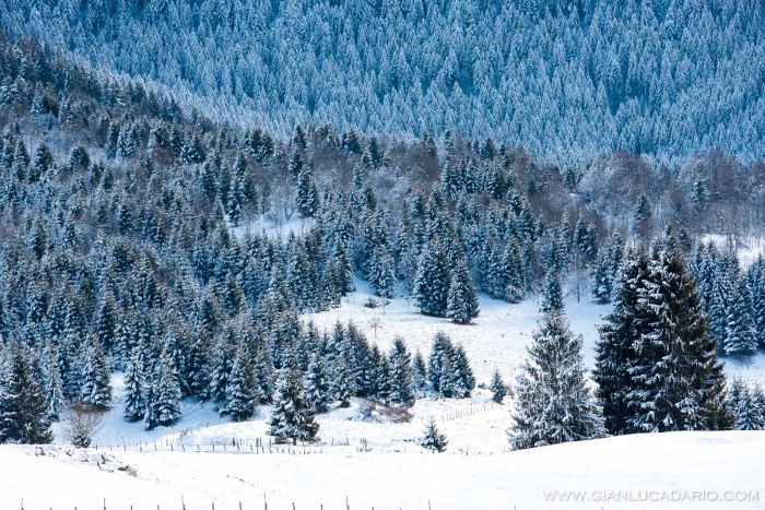 Il bosco del Cansiglio in inverno - foto 15 - Gianluca Dario Photography