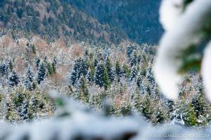 Album Il bosco del Cansiglio in inverno