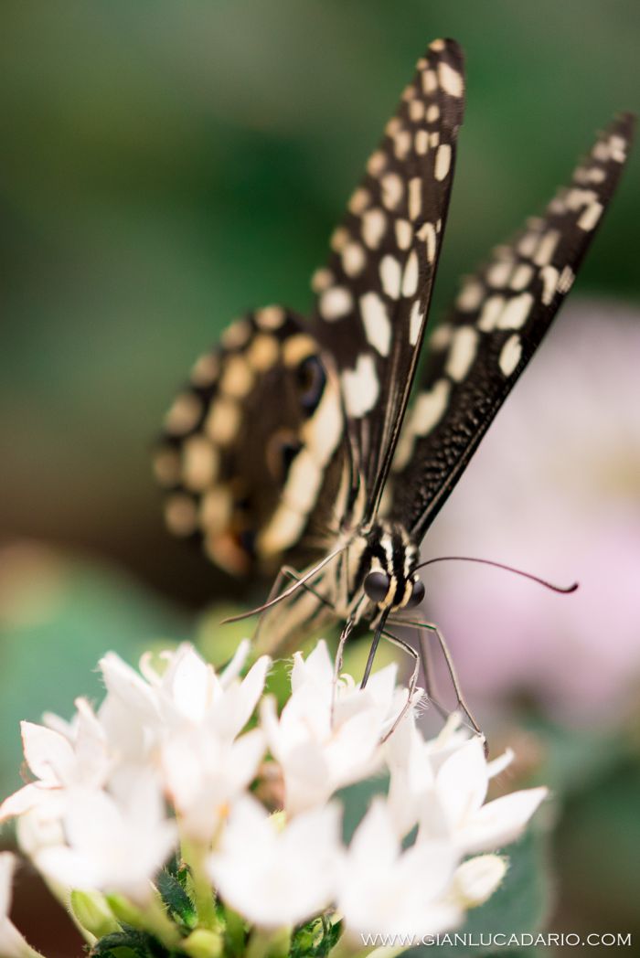 Museo delle farfalle - Bordano - foto 0 - Gianluca Dario Photography