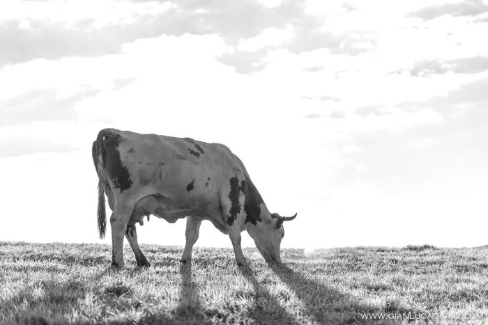 Vacche in Cansiglio - foto 13 - Gianluca Dario Photography