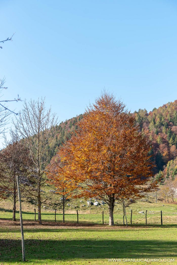 Autunno nel Pizzoc - foto 3 - Gianluca Dario Photography