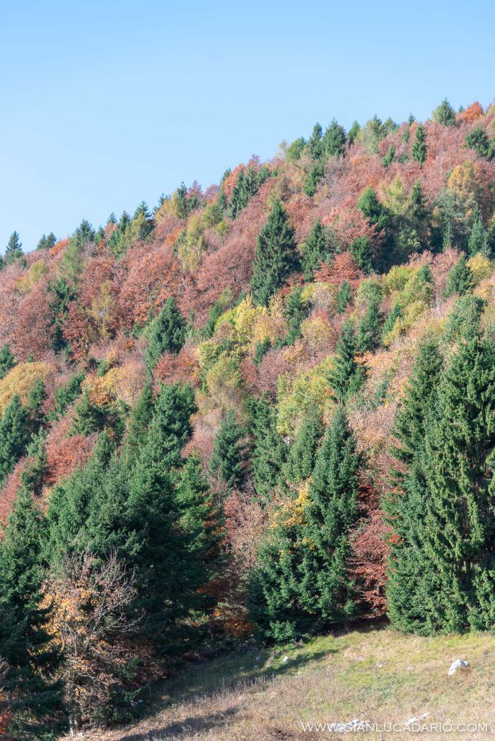 Autunno nel Pizzoc - foto 7 - Gianluca Dario Photography