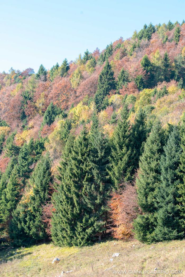 Autunno nel Pizzoc - foto 12 - Gianluca Dario Photography