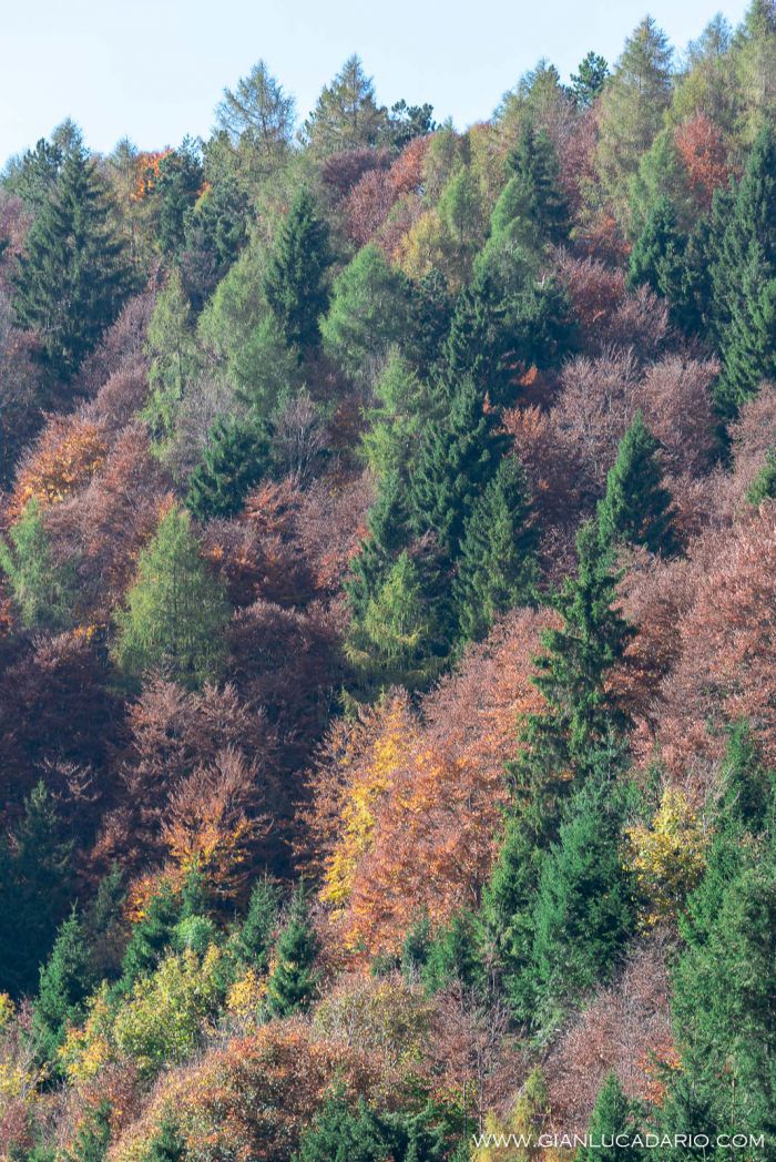 Autunno nel Pizzoc - foto 13 - Gianluca Dario Photography