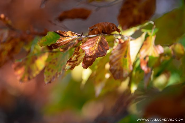 Autunno nel Pizzoc - foto 14 - Gianluca Dario Photography