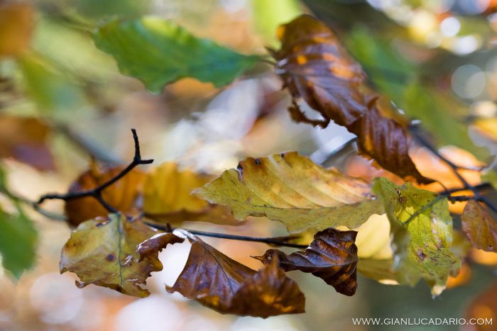 Il bosco del Cansiglio in autunno - foto 0 - Gianluca Dario Photography