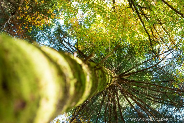 Il bosco del Cansiglio in autunno - foto 3 - Gianluca Dario Photography