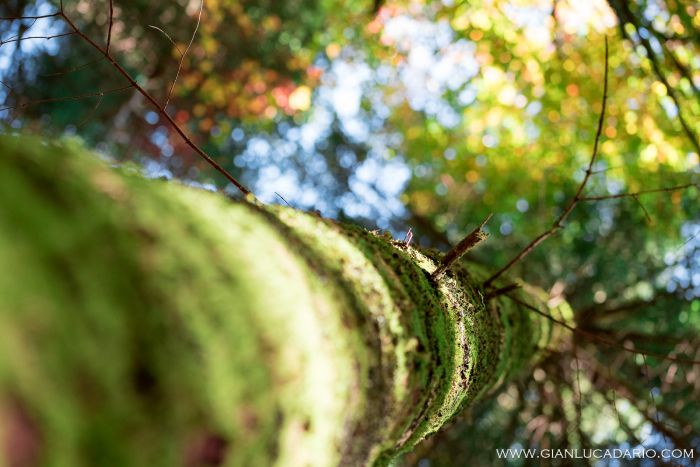Il bosco del Cansiglio in autunno - foto 4 - Gianluca Dario Photography