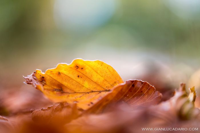 Il bosco del Cansiglio in autunno - foto 6 - Gianluca Dario Photography