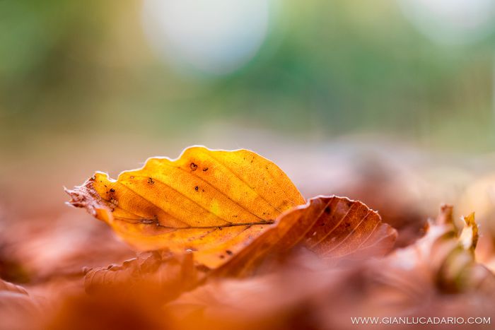 Il bosco del Cansiglio in autunno - foto 7 - Gianluca Dario Photography
