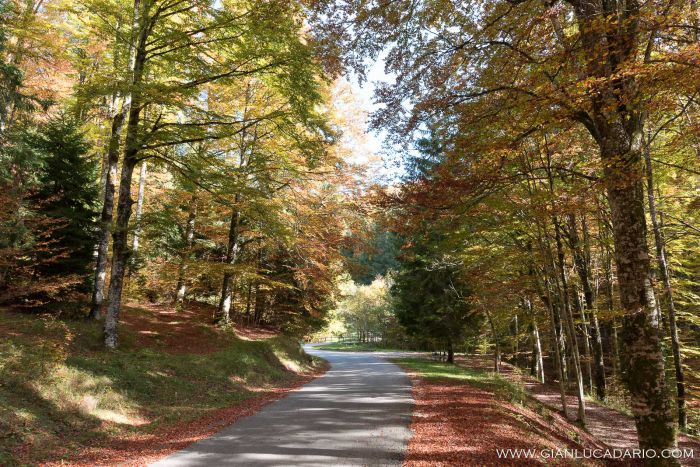 Il bosco del Cansiglio in autunno - foto 8 - Gianluca Dario Photography