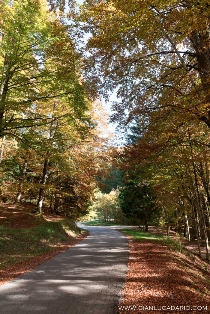 Il bosco del Cansiglio in autunno - foto 9 - Gianluca Dario Photography