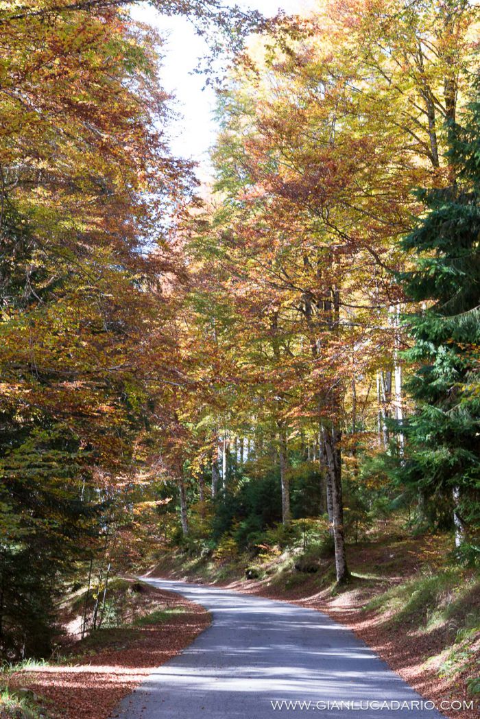 Il bosco del Cansiglio in autunno - foto 10 - Gianluca Dario Photography