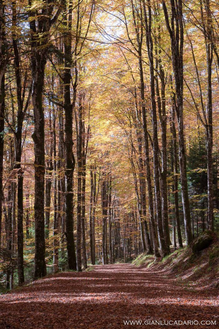 Il bosco del Cansiglio in autunno - foto 11 - Gianluca Dario Photography