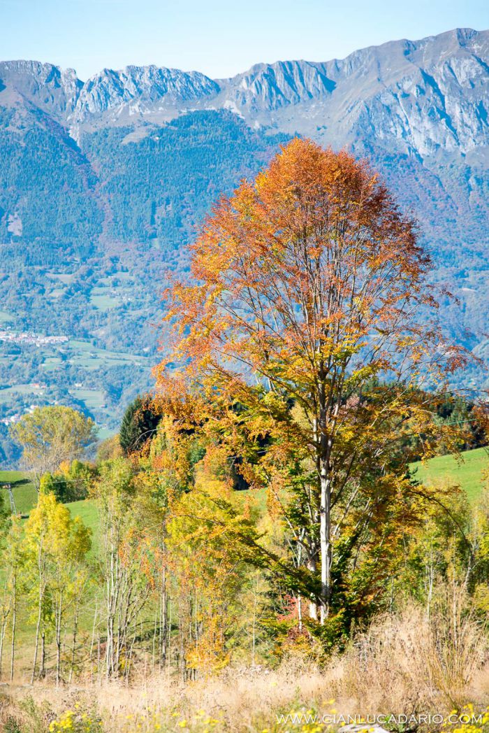 Il bosco del Cansiglio in autunno - foto 13 - Gianluca Dario Photography