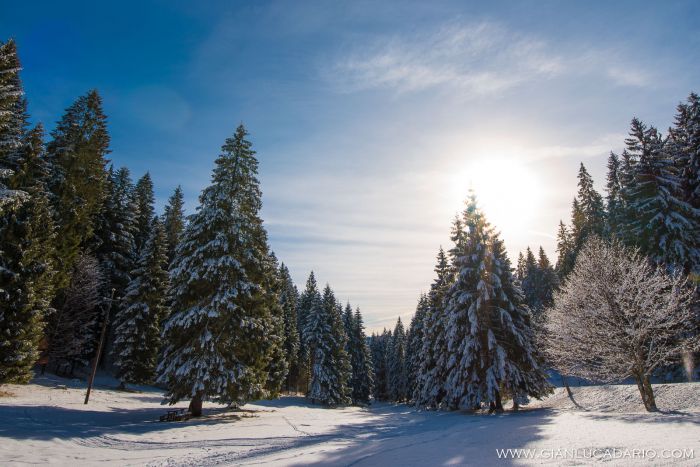 Il bosco del Cansiglio in inverno - foto 0 - Gianluca Dario Photography