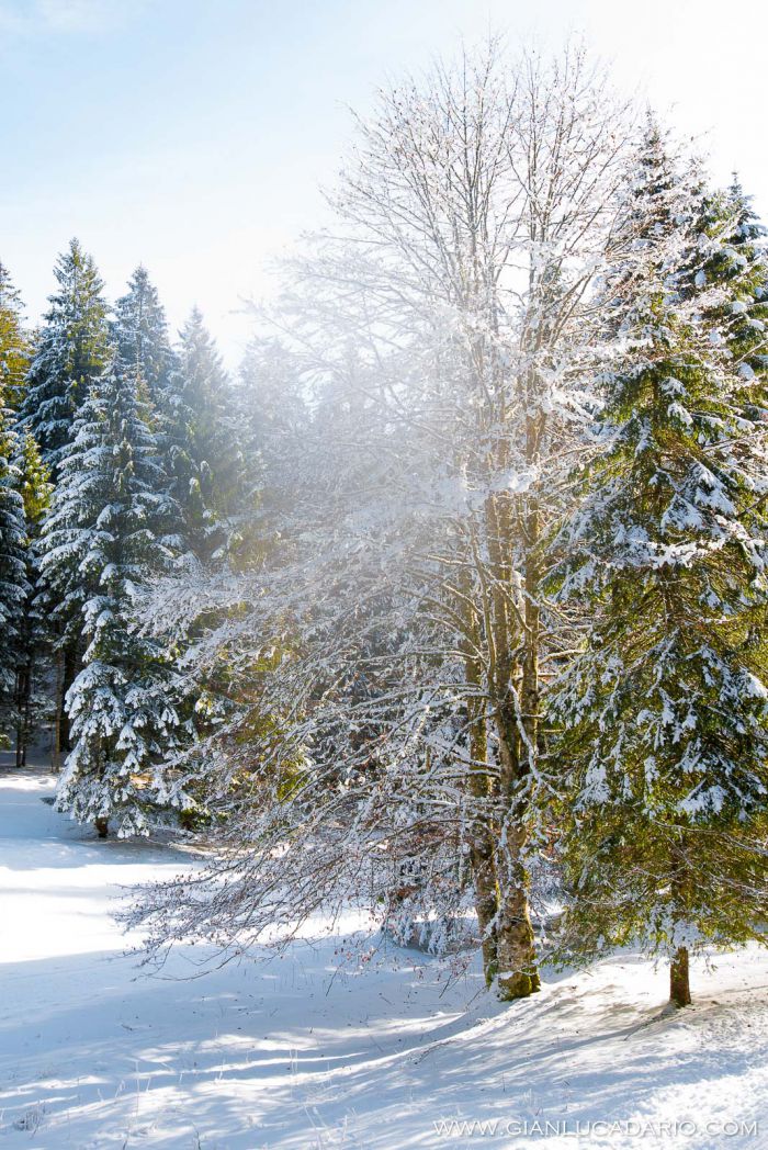 Il bosco del Cansiglio in inverno - foto 1 - Gianluca Dario Photography