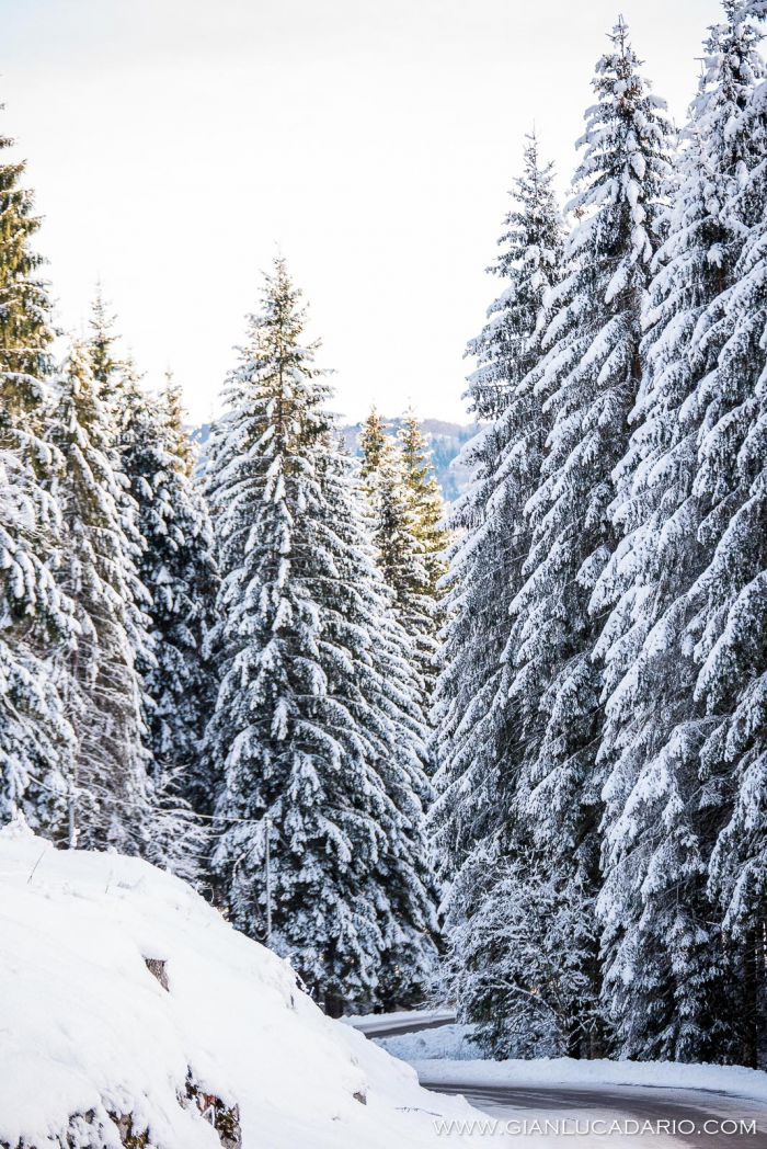 Il bosco del Cansiglio in inverno - foto 9 - Gianluca Dario Photography