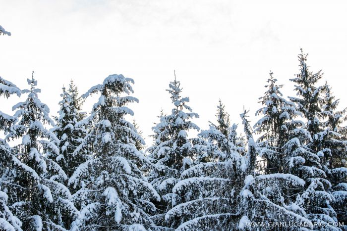 Il bosco del Cansiglio in inverno - foto 11 - Gianluca Dario Photography