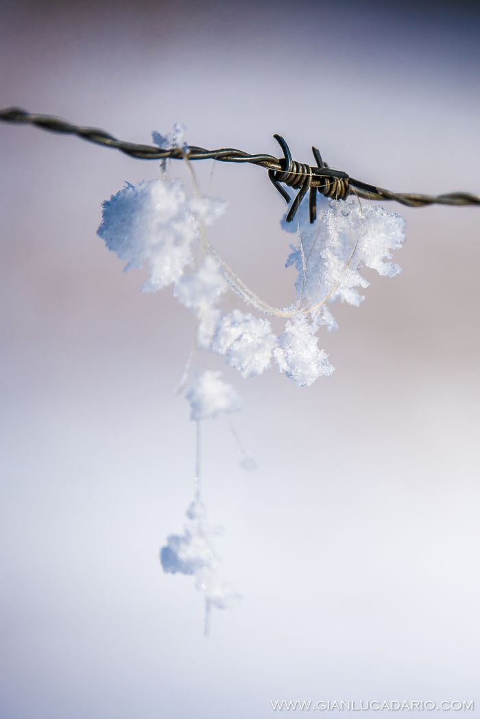 Il bosco del Cansiglio in inverno - foto 12 - Gianluca Dario Photography