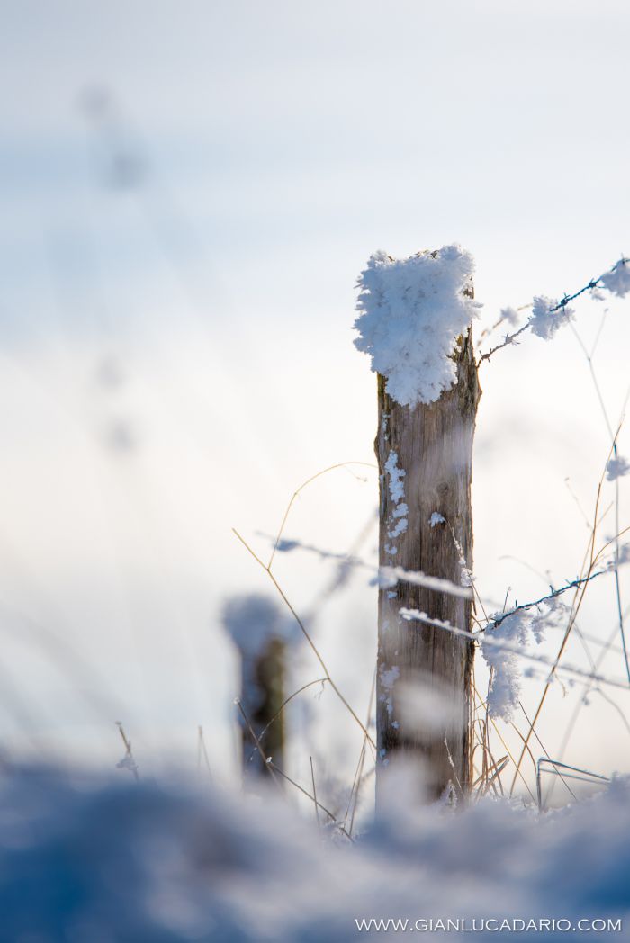 Il bosco del Cansiglio in inverno - foto 13 - Gianluca Dario Photography