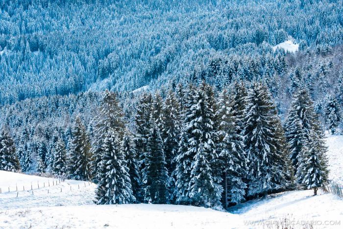 Il bosco del Cansiglio in inverno - foto 14 - Gianluca Dario Photography