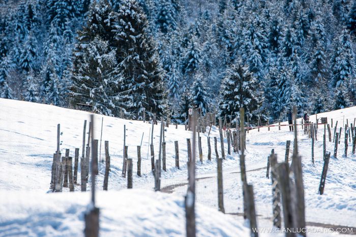 Il bosco del Cansiglio in inverno - foto 16 - Gianluca Dario Photography