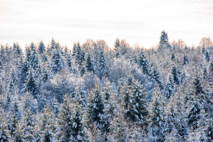Il bosco del Cansiglio in inverno - foto 17 - Gianluca Dario Photography