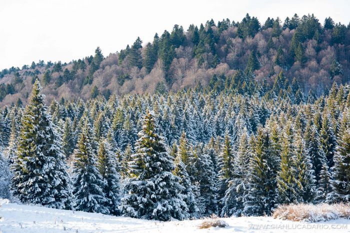 Il bosco del Cansiglio in inverno - foto 18 - Gianluca Dario Photography