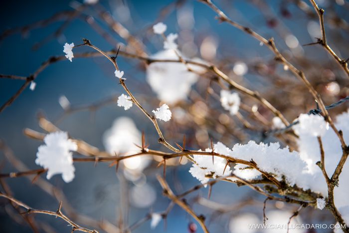 Il bosco del Cansiglio in inverno - foto 19 - Gianluca Dario Photography