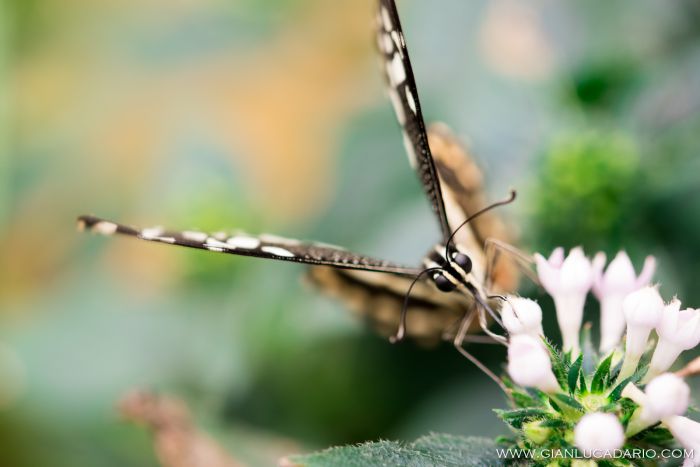 Museo delle farfalle - Bordano - foto 1 - Gianluca Dario Photography