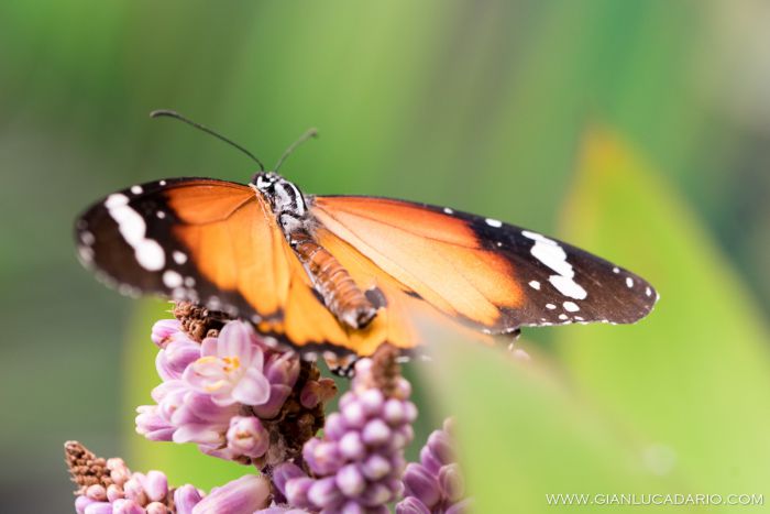 Museo delle farfalle - Bordano - foto 2 - Gianluca Dario Photography