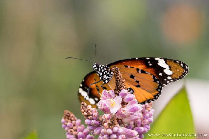 Museo delle farfalle - Bordano - foto 3 - Gianluca Dario Photography