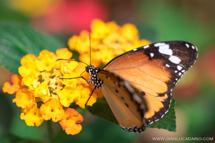 Museo delle farfalle - Bordano - foto 4 - Gianluca Dario Photography