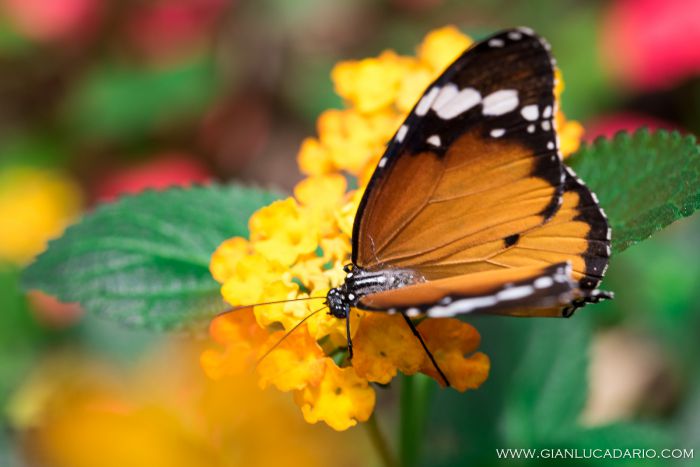 Museo delle farfalle - Bordano - foto 5 - Gianluca Dario Photography
