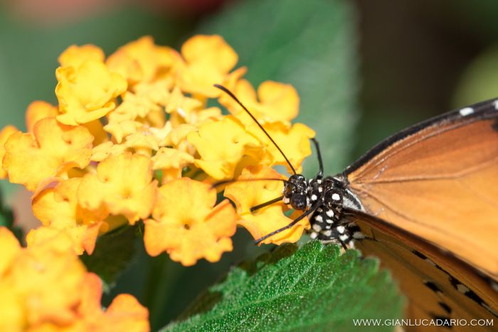 Museo delle farfalle - Bordano - foto 6 - Gianluca Dario Photography