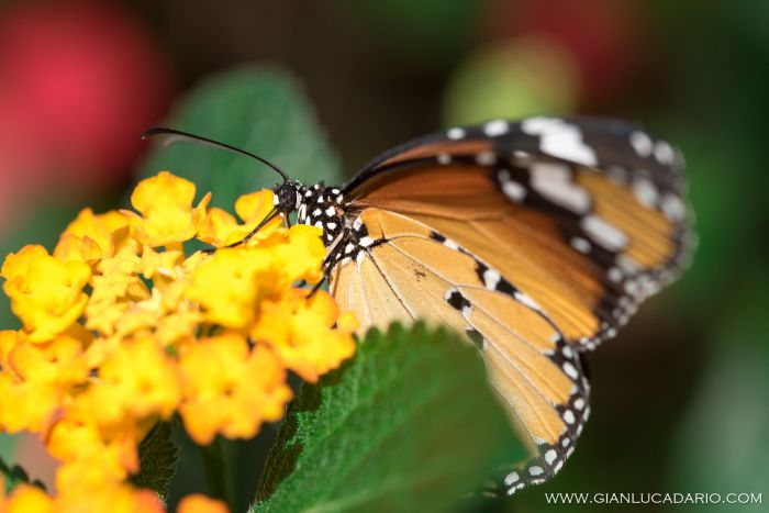 Museo delle farfalle - Bordano - foto 7 - Gianluca Dario Photography