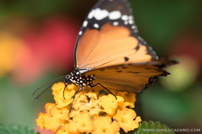Museo delle farfalle - Bordano - foto 8 - Gianluca Dario Photography
