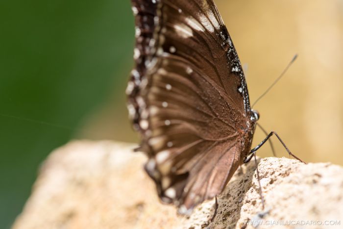 Museo delle farfalle - Bordano - foto 11 - Gianluca Dario Photography