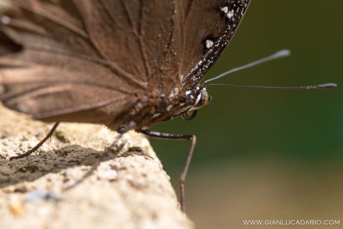 Museo delle farfalle - Bordano - foto 12 - Gianluca Dario Photography