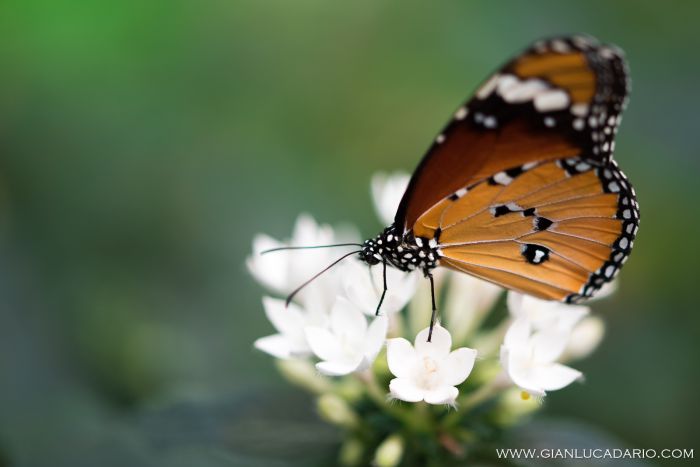 Museo delle farfalle - Bordano - foto 19 - Gianluca Dario Photography