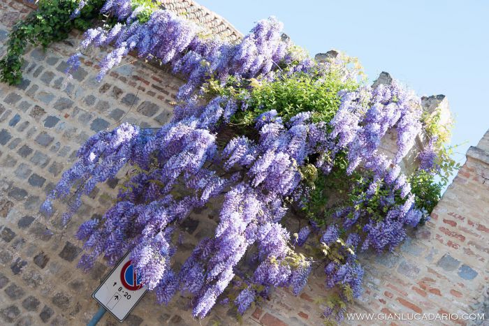 Primavera ad Arqua Petrarca - foto 5 - Gianluca Dario Photography