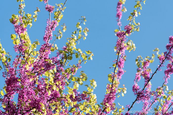 Primavera ad Arqua Petrarca - foto 11 - Gianluca Dario Photography