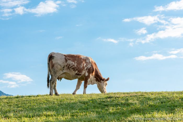 Vacche in Cansiglio - foto 2 - Gianluca Dario Photography