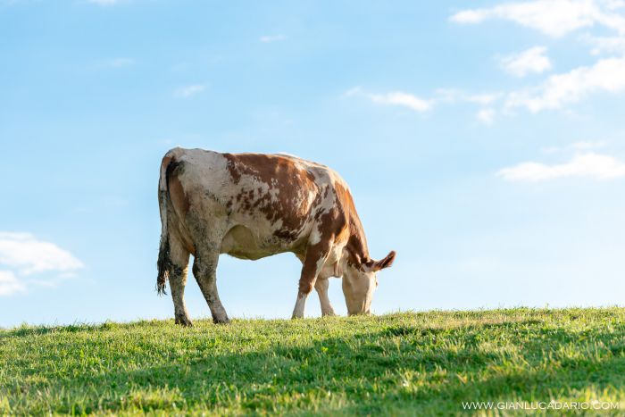 Vacche in Cansiglio - foto 3 - Gianluca Dario Photography