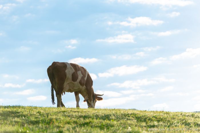 Vacche in Cansiglio - foto 4 - Gianluca Dario Photography