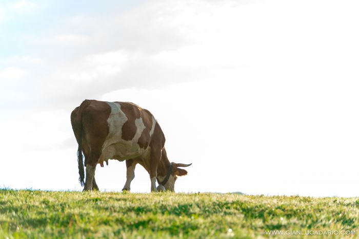 Vacche in Cansiglio - foto 5 - Gianluca Dario Photography