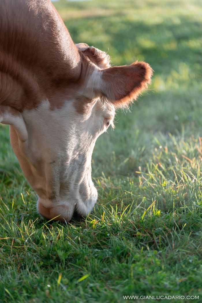 Vacche in Cansiglio - foto 6 - Gianluca Dario Photography