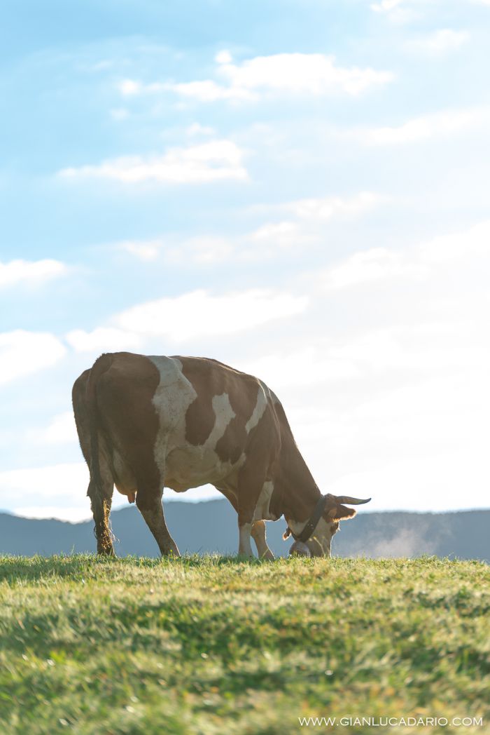Vacche in Cansiglio - foto 7 - Gianluca Dario Photography